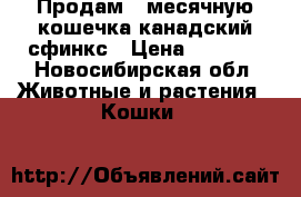 Продам 6 месячную кошечка канадский сфинкс › Цена ­ 2 000 - Новосибирская обл. Животные и растения » Кошки   